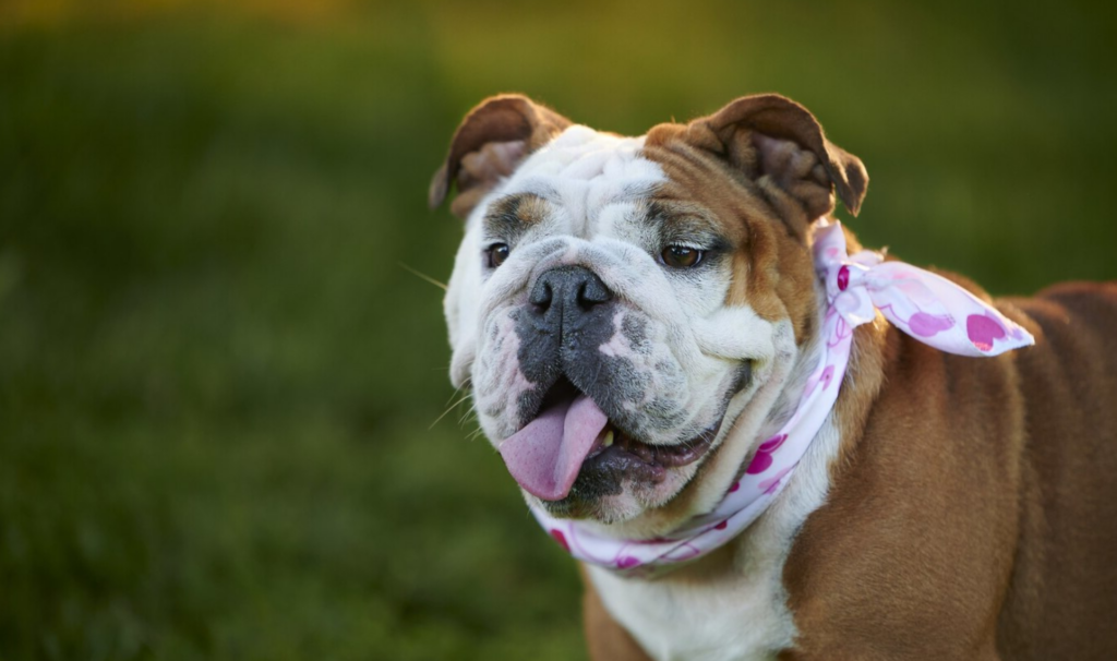 bulldog inglés criador mallorca